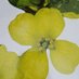 SPARC- Carinata (@sparccarinata) Twitter profile photo SPARC- Carinata (@sparccarinata) Twitter profile photo