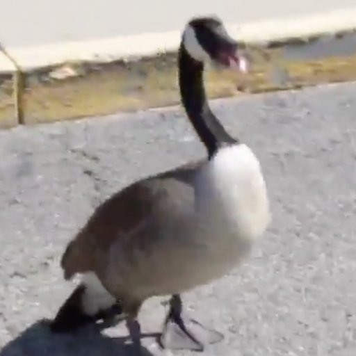 official winter goose international attacc goose