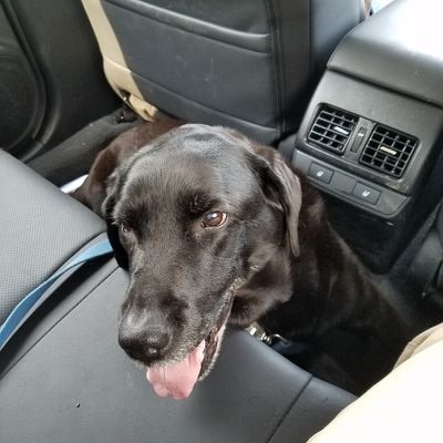 LadyEldarwen22's profile picture. Avid perfume collector, crazy Labrador retriever owner. Star Wars fanatic.