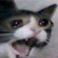 Whatsamoggie's profile picture. Socks