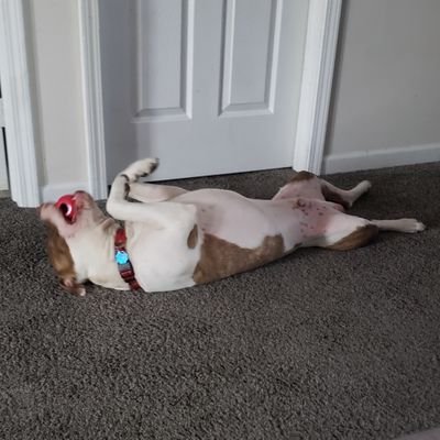 QuadballGramps's profile picture. Gramps. Nerd. Here for Quadball jokes and pictures of people's dogs. He/Him