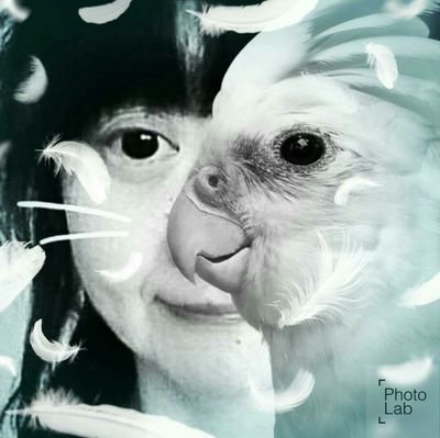 pikorin42さんのプロフィール画像