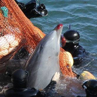 イルカ猟は残酷。水族館に行かないで。#イルカ天使 #太地町 和歌山日本 #イルカ