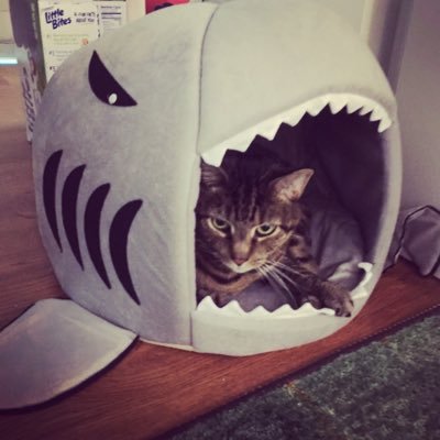 CatPoodle1's profile picture. 