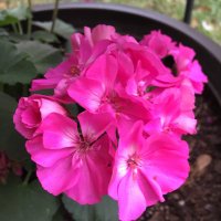 Mimi Gourley (@mimininajoby) 's Twitter Profile