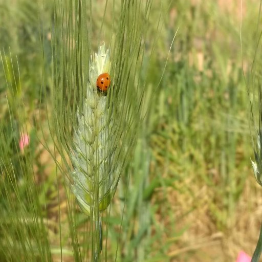 Our lab focus on understanding plant-insect interaction and discover novel genes and metabolites that affect plant defense in various environmental conditions.
