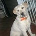 Elvis Labradors (@funlabpups) Twitter profile photo Elvis Labradors (@funlabpups) Twitter profile photo
