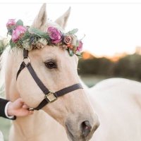 الغيمــهَ (@aa26637642) Twitter profile photo