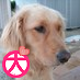 専業主婦です。ガーデニングと犬が好き。愛犬ルルは、平成30年10月29日に虹の橋を渡りお星さまになりました。11才10か月でした。
ドイツ☆スイス☆北欧☆マチュピチュ☆イースター島☆ウユニ塩湖☆Mr.children☆スピッツ☆星野源☆小田和正☆ゆず☆お笑い☆松本人志☆写真☆懸賞☆温泉☆旅行☆数独☆