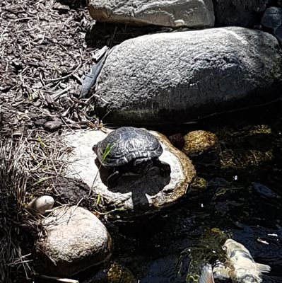 serenaoliver12's profile picture. 