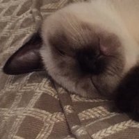 sharon harrison (@shazza1201) 's Twitter Profile