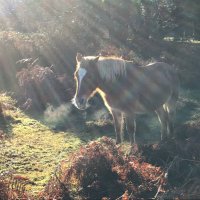 maninnewforest (@maninnewforest) 's Twitter Profile