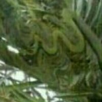 سعيد الربيعي (@said__abdullah) 's Twitter Profile