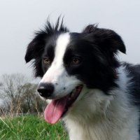 Meg_The_Collie (@meg_the_collie) 's Twitter Profile Photo Meg_The_Collie (@meg_the_collie) 's Twitter Profile Photo