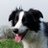 Meg_The_Collie