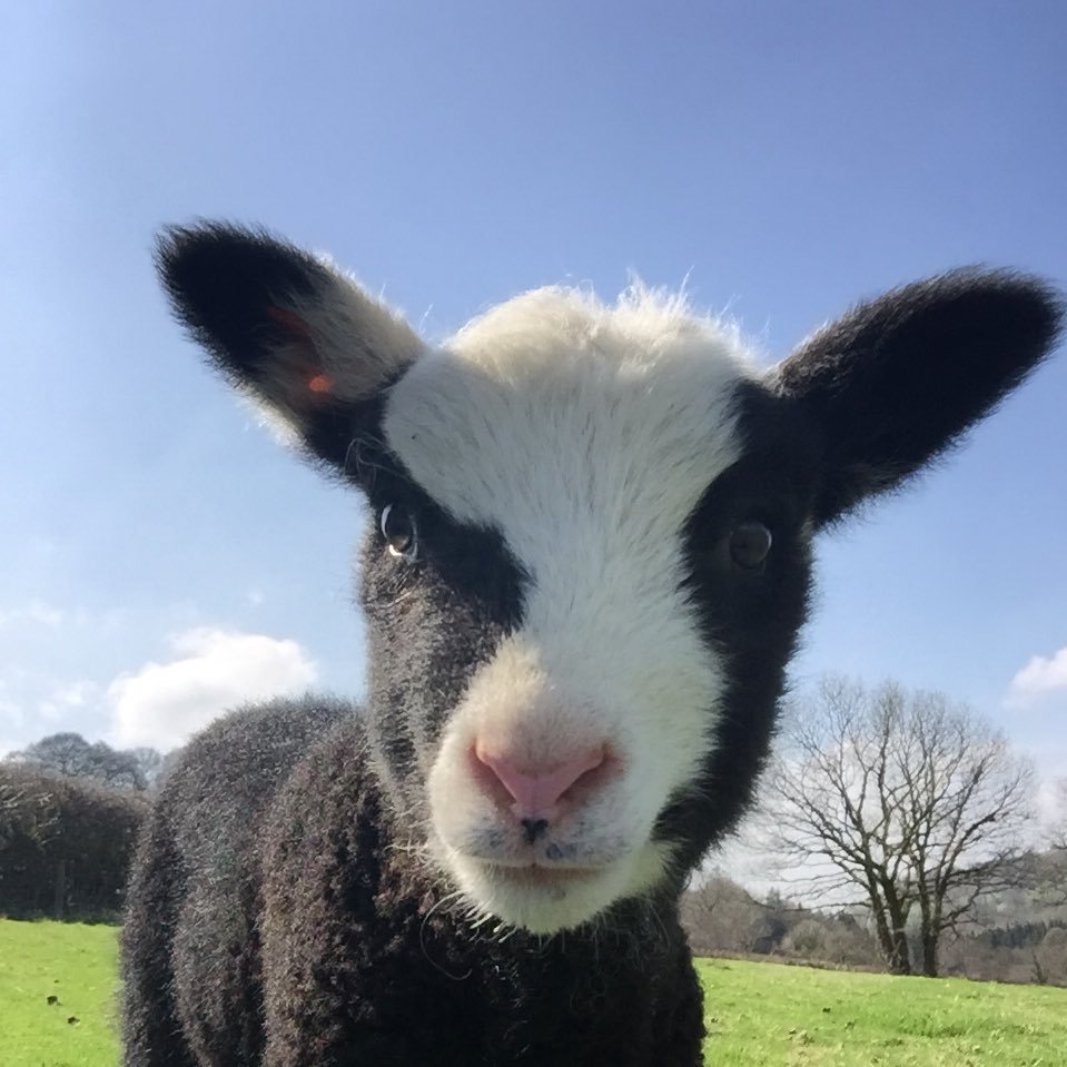 Smallholder. Recently moved from West Wales to rural Lincolnshire. Keen spinner, machine knitter and metal detectorist :-)