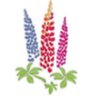 WestCtryNursery's profile picture. We hold the National Collection of Lupins. RHS Chelsea gold medallists. Nursery with 1000 lines of herbaceous perennials & more. Founded by @_SarahConibear