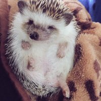 とー (@rockmirai) Twitter profile photo