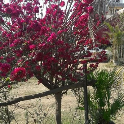 متخصصون في إنتاج الشتلات الزراعيه بمختلف انواعها وباي كميات لاي دوله عربيه
00201061231643