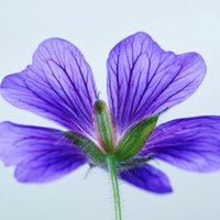 Violet (@violetdates) 's Twitter Profile