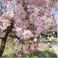 rinrin-shinshin*** (@rinrinshinshin1) 's Twitter Profile Photo rinrin-shinshin*** (@rinrinshinshin1) 's Twitter Profile Photo