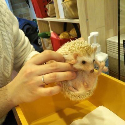 シャクヤ Profile