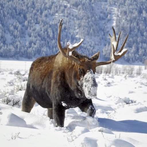 ElkCaribouMoose Profile Picture