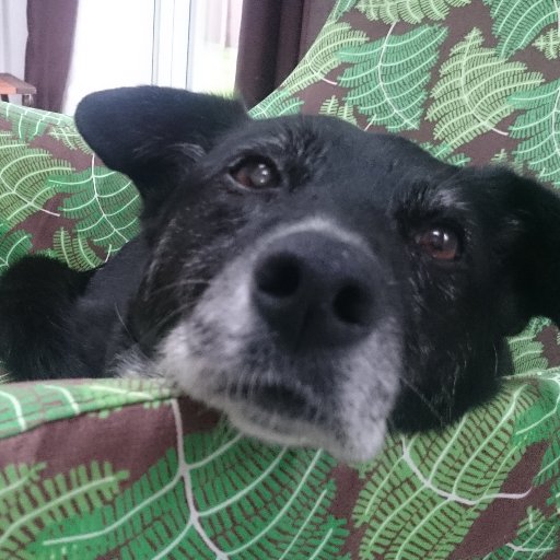 becausemilly's profile picture. Devoted (devastatingly bereaved) doggie mummy, sporadic blogger attempting to tell the story of a very special girl 🐾💕
Share your memories #becausemilly