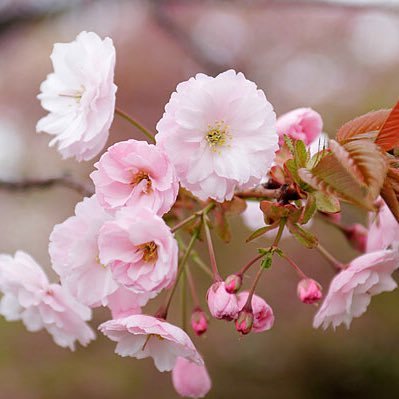 yaezakura0080's profile picture. 