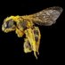 BeeFriendlyCardiff (@beefriendlycdf) Twitter profile photo BeeFriendlyCardiff (@beefriendlycdf) Twitter profile photo
