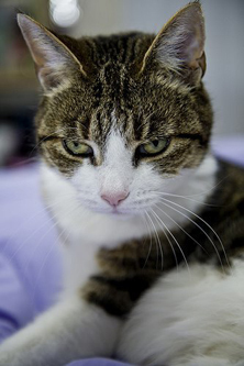 arashiyama7's profile picture. Kyoto the heart of Japan and a city with over a millennium of history. The best way to discover the “real Japan” is to include Kyoto on your itinerary.