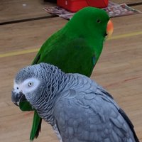 FlightClubFoundation (@parrotplaydates) 's Twitter Profile
