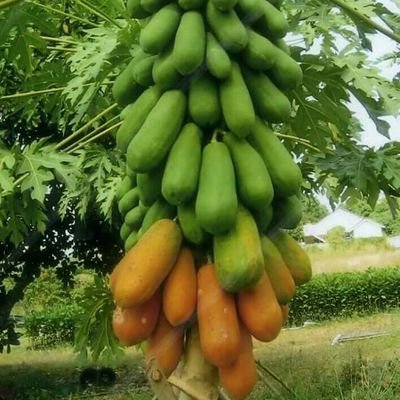 Bebr29905118's profile picture. 