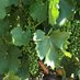 Artisan Wine Group (@artisanwinegp11) Twitter profile photo Artisan Wine Group (@artisanwinegp11) Twitter profile photo