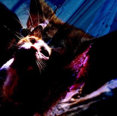 JPedroMelim's profile picture. 