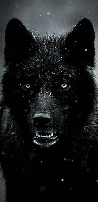 RandyHo34014065's profile picture. Family man, conservative, Christian, gun lover and truck driver.