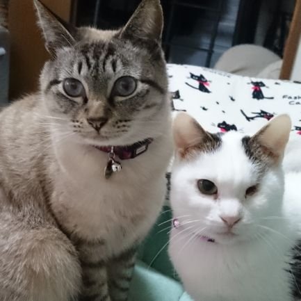 🐈🐕🐠🐍🦎動物大好きなひと。
愛玩動物飼養管理士2級。愛犬飼育管理士。JKCトリマーA級(A・コッカー)
色んなジャンルごちゃまぜです。
動物取扱業 第71-0424号
