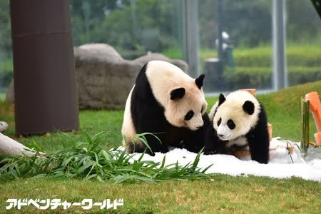 両親の故郷和歌山県紀南の自称PR大使(笑)アドベンチャーワールド🐼永明様を崇拝💖安藤美姫さん競泳古賀淳也さんと箱根駅伝の早稲田を心から応援しながら一方的な発信をしています。そしてセルジオ・メンデスをこよなく崇拝！💕❤南紀白浜浜家パンダファミリー❤水曜どうでしょう班おにぎりあたためますか💖
💖DAPUMP💖