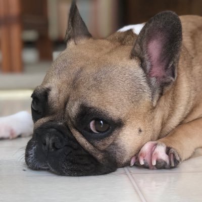 LilLuluFrenchie's profile picture. Happiness comes to my family again! I'm the new girl but always remembering my sister @dashafrenchie. #frenchie #frenchbulldog