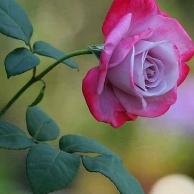 gulsumsevim11's profile picture. 