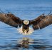Legal Eagle (@1776legaleagle) Twitter profile photo Legal Eagle (@1776legaleagle) Twitter profile photo