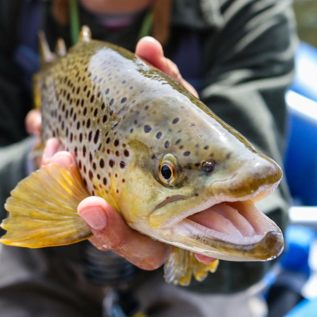 Fly Fishing Smokies