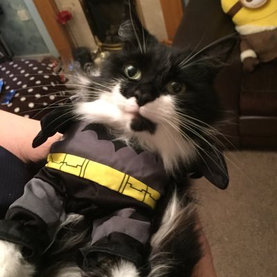 I'm a very fluffy tuexdo cat age 6yrs. I was abandoned on a doorstep & rescued by Cats Protection but I now live with my Mummy & Daddy in my forever home.