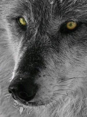 KassaiRex2's profile picture. 