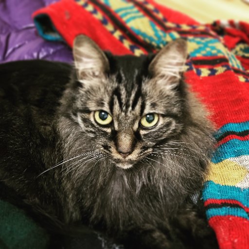Nekoshimaさんのプロフィール画像