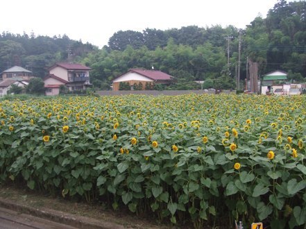 WATAYAFarm's profile picture. 横浜市瀬谷区で農業やってるよー！野菜は宮沢バス停そばの自家直売所、相鉄ローゼン南万騎が原店へほぼ毎日出荷しています。
25年度(令和7年度)冬の直売は年内は12/27まで！年始は1/15から！