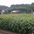 WATAYAFarm's profile image