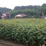 WATAYAFarm's profile picture. 横浜市瀬谷区で農業やってるよー！野菜は宮沢バス停そばの自家直売所、相鉄ローゼン南万騎が原店へほぼ毎日出荷しています。
25年度(令和7年度)冬の直売は年内は12/27まで！年始は1/15から！
