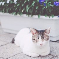 sana (@_sana324) 's Twitter Profile