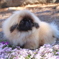 Jasper the Peke(@JasperthePeke) 's Twitter Profile Photo